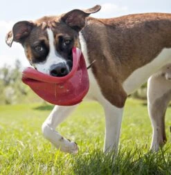 Kong Classic Flyer -Dieren Serie Winkel 0035585129082 met hond 3