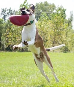 Kong Classic Flyer -Dieren Serie Winkel 0035585129082 met hond 4