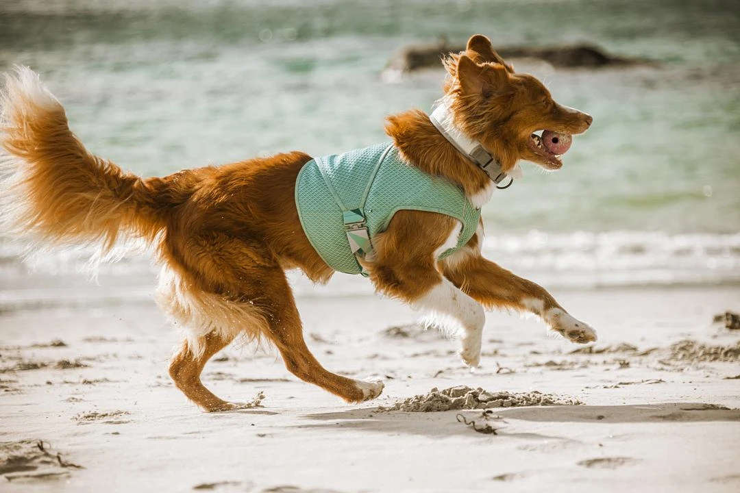 Hurtta Cooling Wrap Aquamarine 5 Hurtta Cooling Wrap Aquamarine - Afbeelding 3