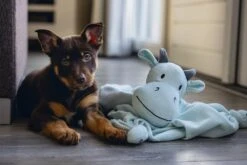 Beeztees Puppy Knuffeldoek Draak M -Dieren Serie Winkel 0619493 sfeer2