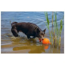 Beeztees Apportino Bal -Dieren Serie Winkel 0625880 3