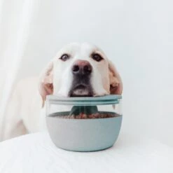 District 70 Treat Jar Ice Blue -Dieren Serie Winkel 2J8A7537 1