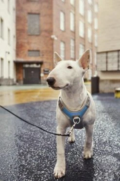 Hurtta Harnas Venture No-Pull Bilber 7 Hurtta Harnas Venture No-Pull Bilber -Dieren Serie Winkel 6410329340550 met hond 2