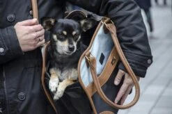 Innopet Schoudertas Hond Traveler Urban Black/cognac 7 Innopet Schoudertas Hond Traveler Urban Black/cognac -Dieren Serie Winkel 8718403401264 2