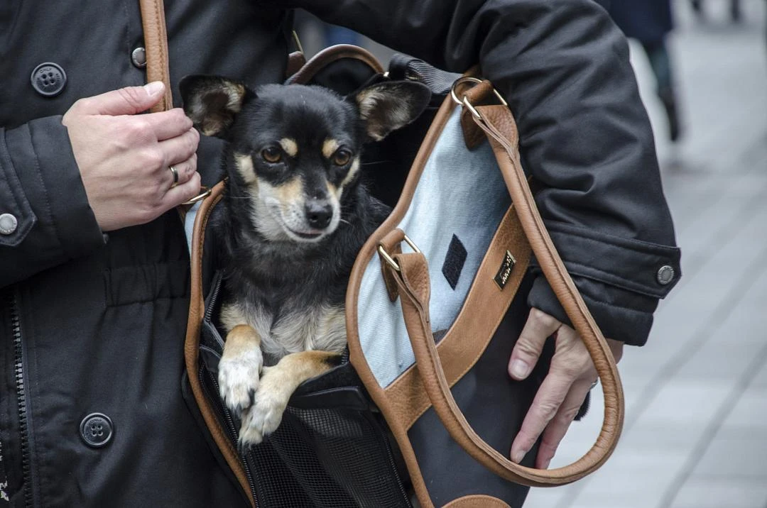 Innopet Schoudertas Hond Traveler Urban Black/cognac 5 Innopet Schoudertas Hond Traveler Urban Black/cognac - Afbeelding 3
