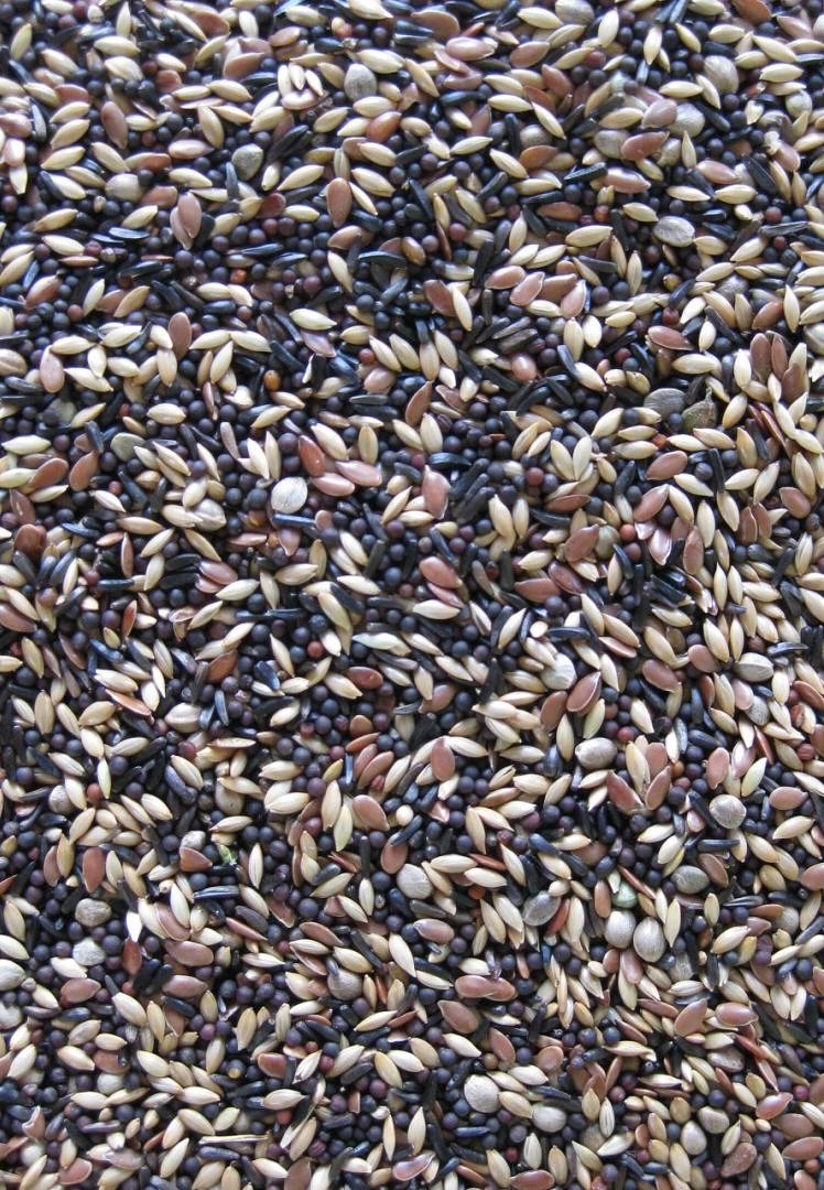 Deli Nature Premium Sijsjes 4 Kg 4 Deli Nature Premium Sijsjes 4 Kg - Afbeelding 2