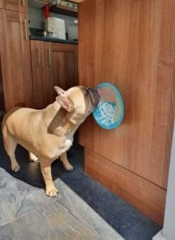 Lickimat Splash Turquoise 19 Cm 7 Lickimat Splash Turquoise 19 Cm -Dieren Serie Winkel Lickimat 3