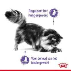 Royal Canin Kattenvoer Appetite Control Care 2 Kg -Dieren Serie Winkel royal canin appetite control care gesteriliseerd volwassen kat bedelgedrag hero usp