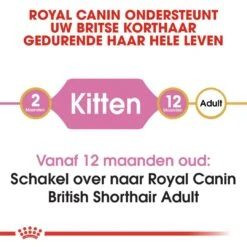 Royal Canin Kattenvoer British Shorthair Kitten 2 Kg -Dieren Serie Winkel royal canin british shorthair kitten kitten kat brits korthaar hero image 8