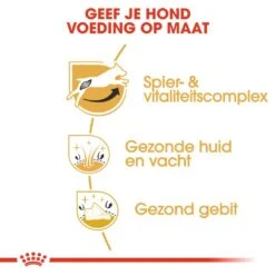 Royal Canin Hondenvoer Jack Russell Adult 1,5 Kg 7 Royal Canin Hondenvoer Jack Russell Adult 1,5 Kg -Dieren Serie Winkel royal canin jack russell terrier adult volwassen hond jack russell terrier vanaf 10 maanden hero usp