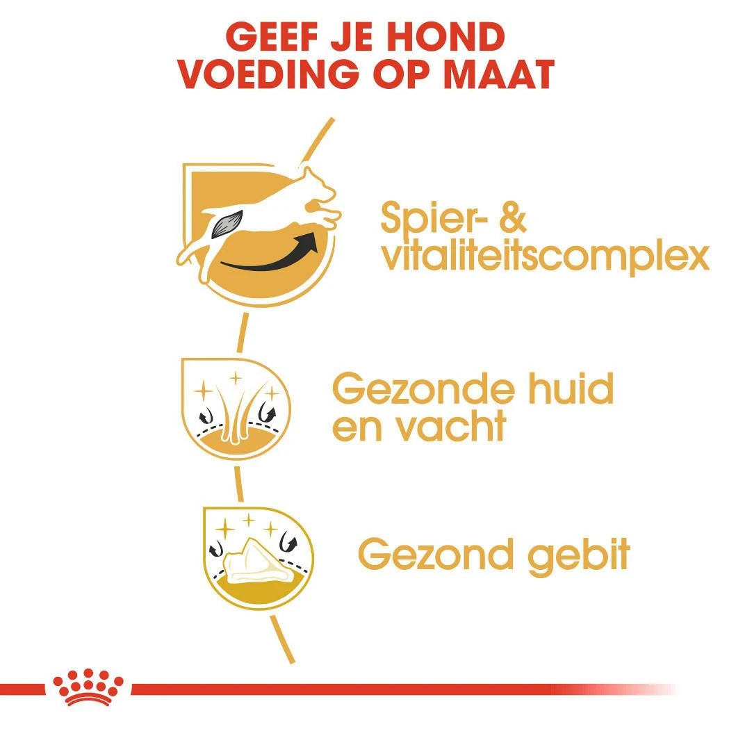 Royal Canin Hondenvoer Jack Russell Adult 1,5 Kg 5 Royal Canin Hondenvoer Jack Russell Adult 1,5 Kg - Afbeelding 3