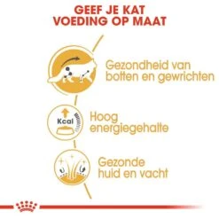 Royal Canin Kattenvoer Maine Coon Adult 12 X 85 Gr -Dieren Serie Winkel royal canin maine coon adult natvoer volwassen kat maine coon van 15 maanden tot 12 jaar hero usp